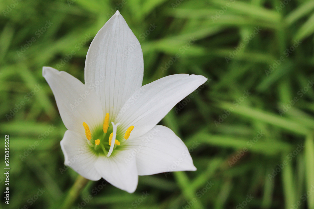 white flower of fairy lily on green grass background white flower of fairy lily on green grass background