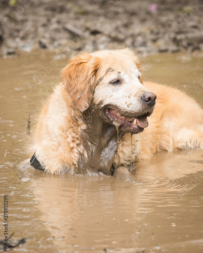 Wallpaper Mural Golden retriever cooling off in a mud puddle after playing fetch the ball on summer day. Torontodigital.ca