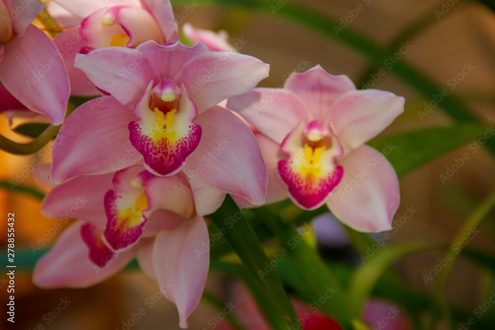 Fototapeta premium Pink Orchid flower are blooming in the garden so very beautiful.