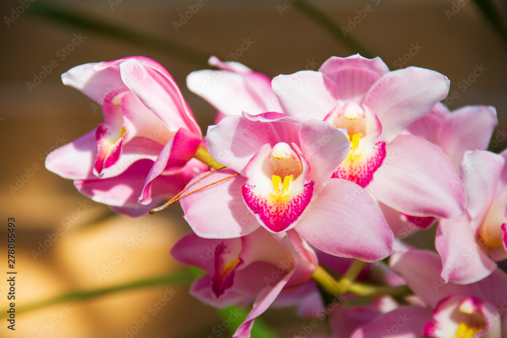 Obraz premium Pink Orchid flower with sun light are blooming in the garden so very beautiful.