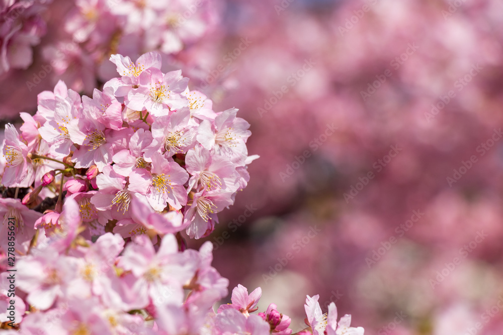 旧中川の河津桜　東京都江戸川区平井