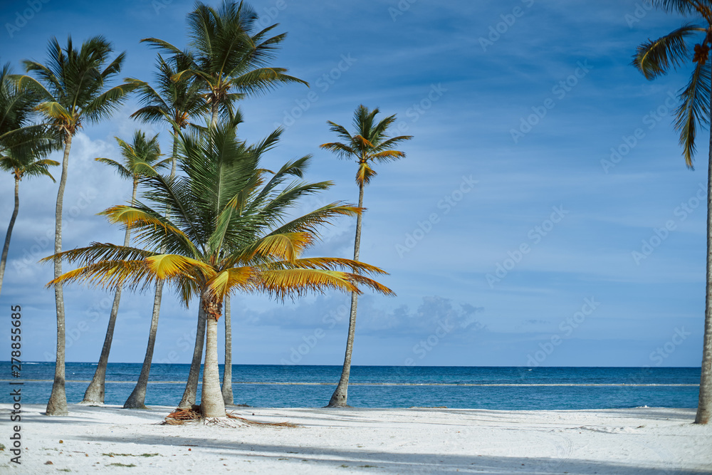 palm tree on the beach palm tree on the beach