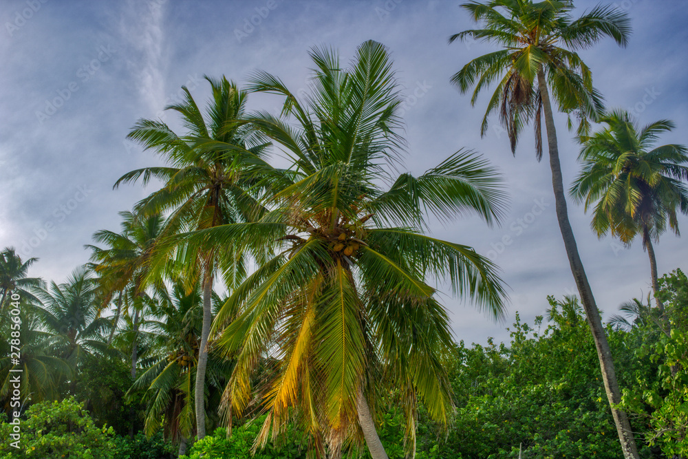 This unique photo shows a coconut palm photographed from the bottom up. This picture was taken in the Maldives This unique photo shows a coconut palm photographed from the bottom up. This picture was taken in the Maldives