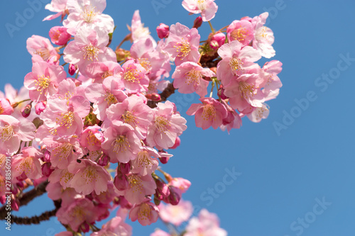 旧中川の河津桜　東京都江戸川区平井 photo