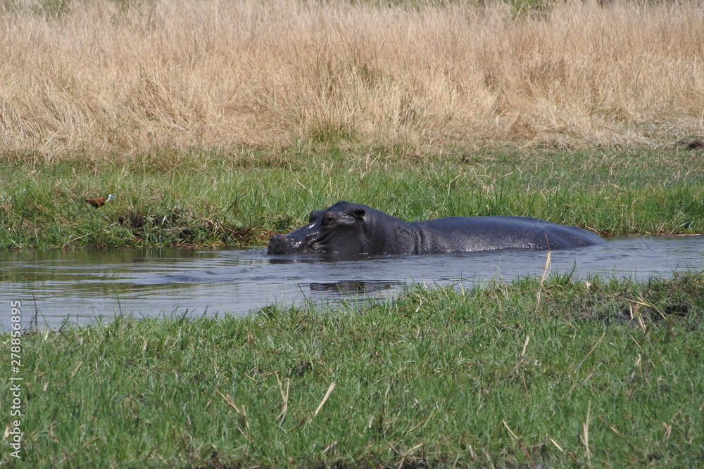 hippo in water