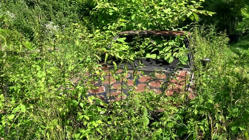 Close-up shot of an old rusty car in a field, overgrown with lots of plants. photo