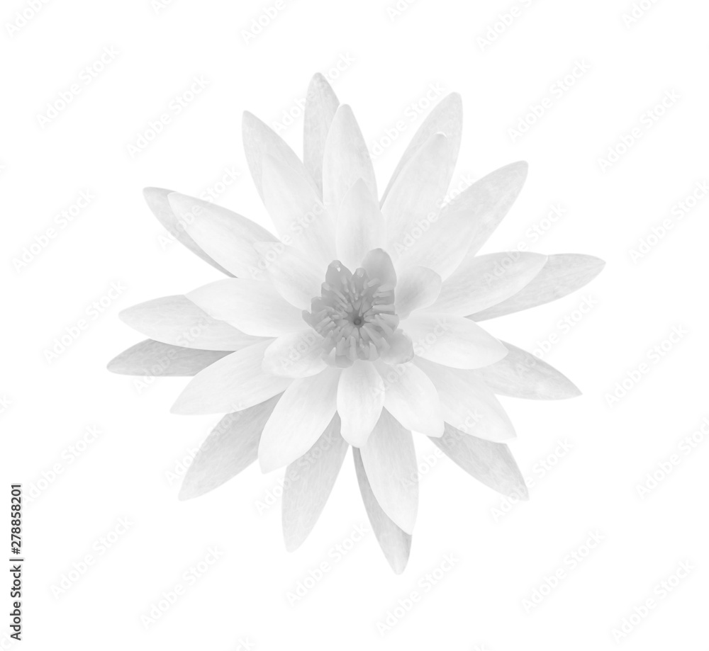 White gray lotus flower isolated on white background, soft focus and clipping path. White gray lotus flower isolated on white background, soft focus and clipping path.