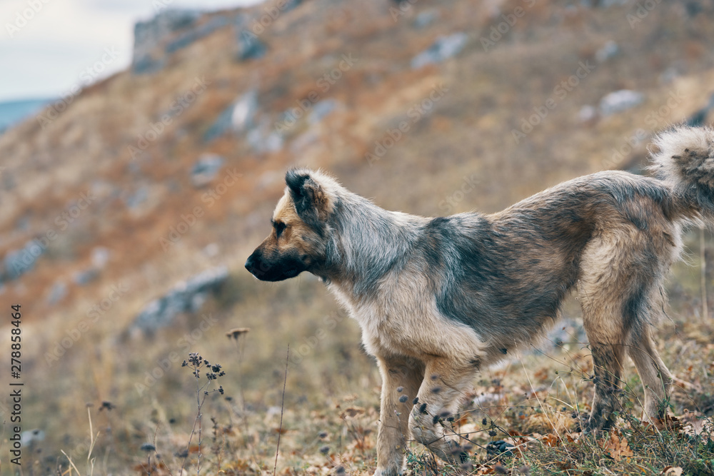 Fototapeta premium dog on beach