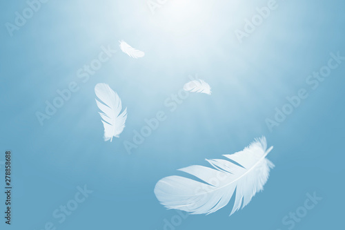 white feathers floating in the air.