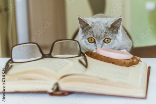 British little kitten curious crawls on a table with a book at a meal, what would steal a sausage