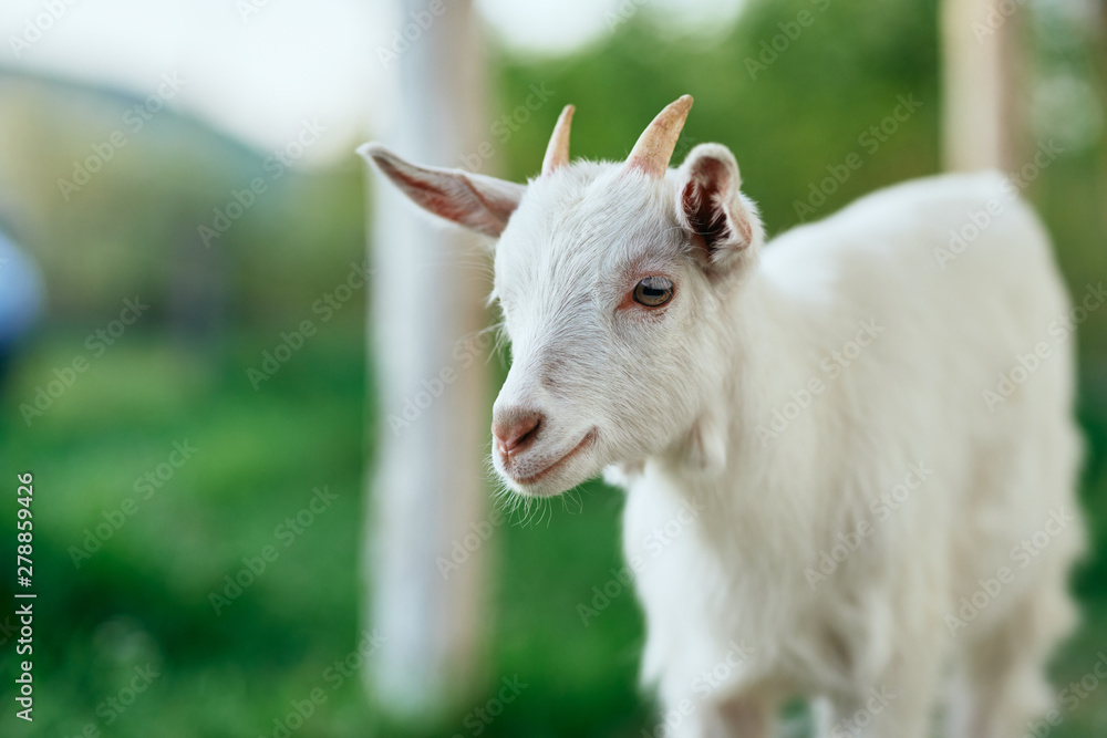 portrait of a goat