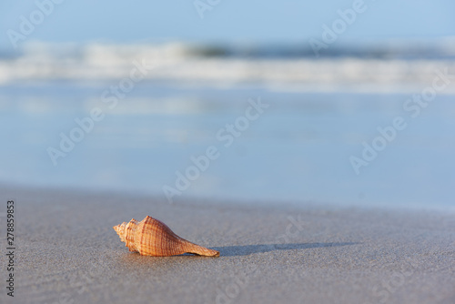 A brown seashell on the beach