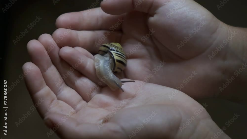 slow motion, snail in the hands of a child, seen from above while walking on the palms of the hands slow motion, snail in the hands of a child, seen from above while walking on the palms of the hands