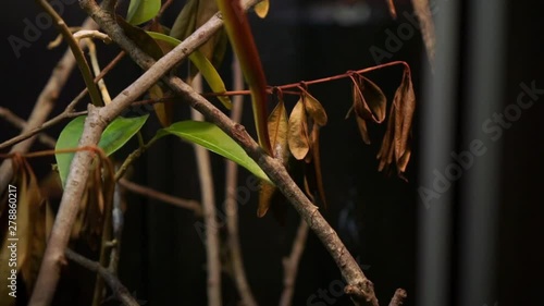 Vine snake at the Houston Zoo slithering around it’s enclosure. photo