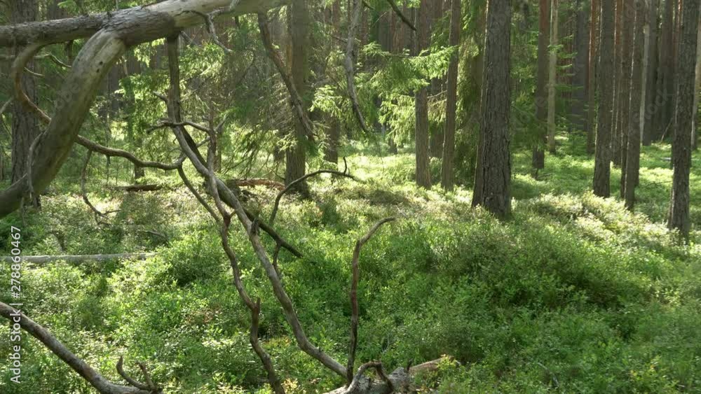 Ancient mixed forest. Broken dried tree. Zoom in. Ancient mixed forest. Broken dried tree. Zoom in.