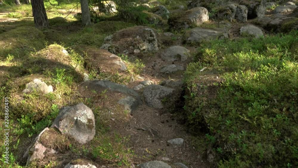 Ancient mixed forest. stone sowing. Tilt up. Ancient mixed forest. stone sowing. Tilt up.