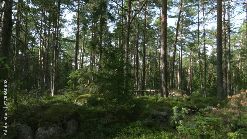 Ancient mixed forest. Blueberries and boulders. Stone sowing. Broken tree. Tilt up. Ancient mixed forest. Blueberries and boulders. Stone sowing. Broken tree. Tilt up.