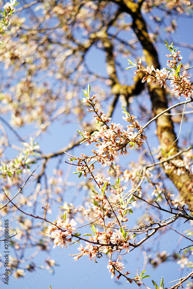 wooden almond tree twig with pink blooms in garden on hills on blurred blue sky background wooden almond tree twig with pink blooms in garden on hills on blurred blue sky background