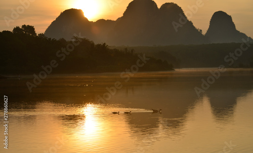 Swan family is swimming on a gold lake with foggy mountain in background