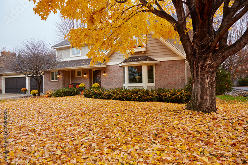 Fall leaves carpeting the front yard of my house during autumn in Minnesota, USA