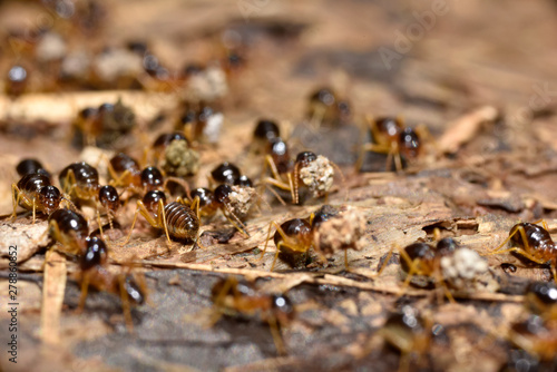 An ant herd is marching  on a ground © Chartchai