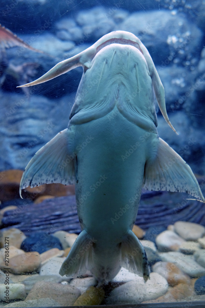 Obraz premium Bottom side of Bagarius, AKA Devil Catfish, holding by sucking the glass of aquarium