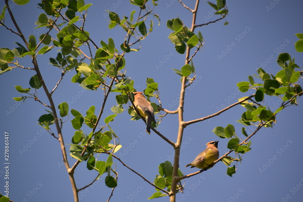 Cedar Waxwings Cedar Waxwings