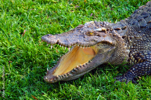 Head of alive crocodile opening mouth on fresh green grass