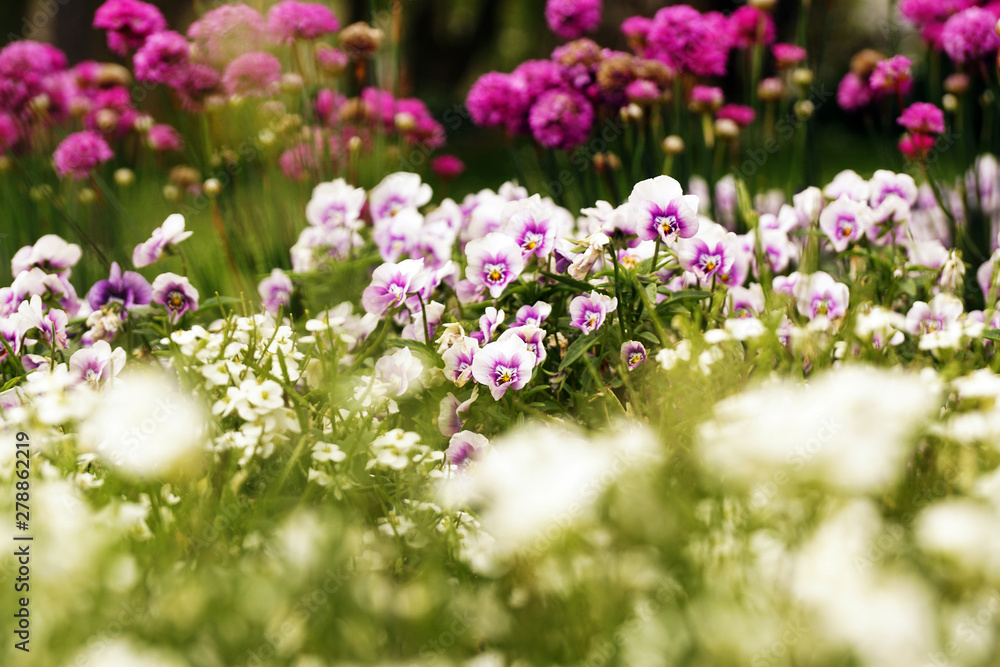 Flowerbed with various flowers in park Flowerbed with various flowers in park