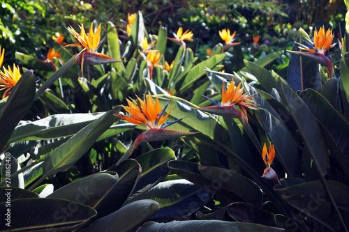 Beautiful bird of paradise flowers with lush green leaves growing on flowerbed on sunny spring day in tropical garden