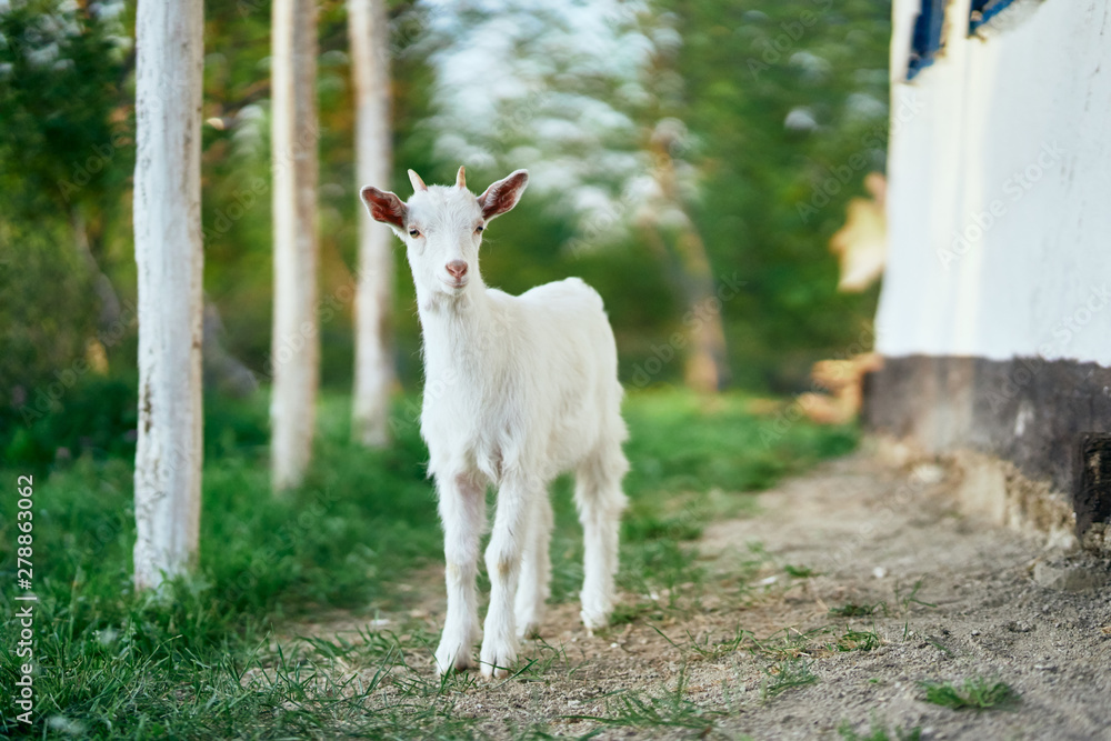 Obraz premium goat on green grass