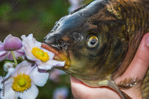 river fish carp close head, eyes, mouth