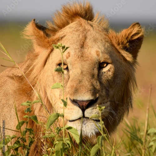 Fototapeta Naklejka Na Ścianę i Meble -  Young male lion 5