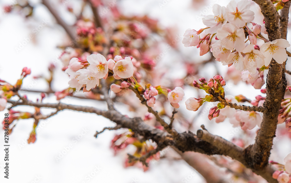 Spring time Spring time