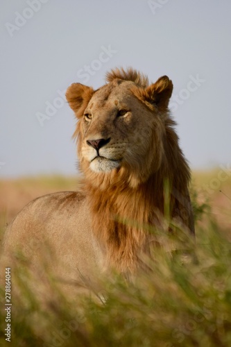 Young male lion 2