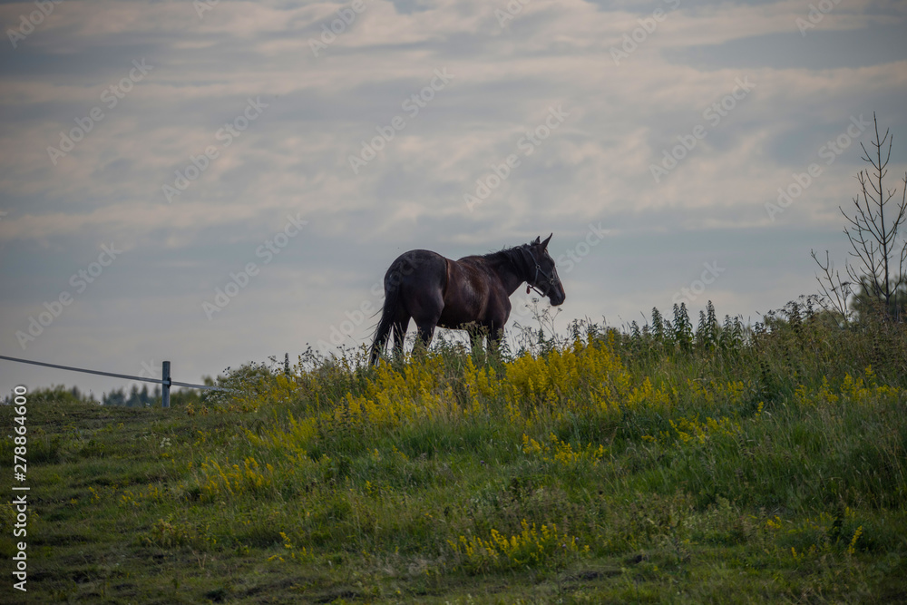 Fototapeta premium Race horses resting in a meadow in the afternoon sun at Hjälsta close to Stockholm