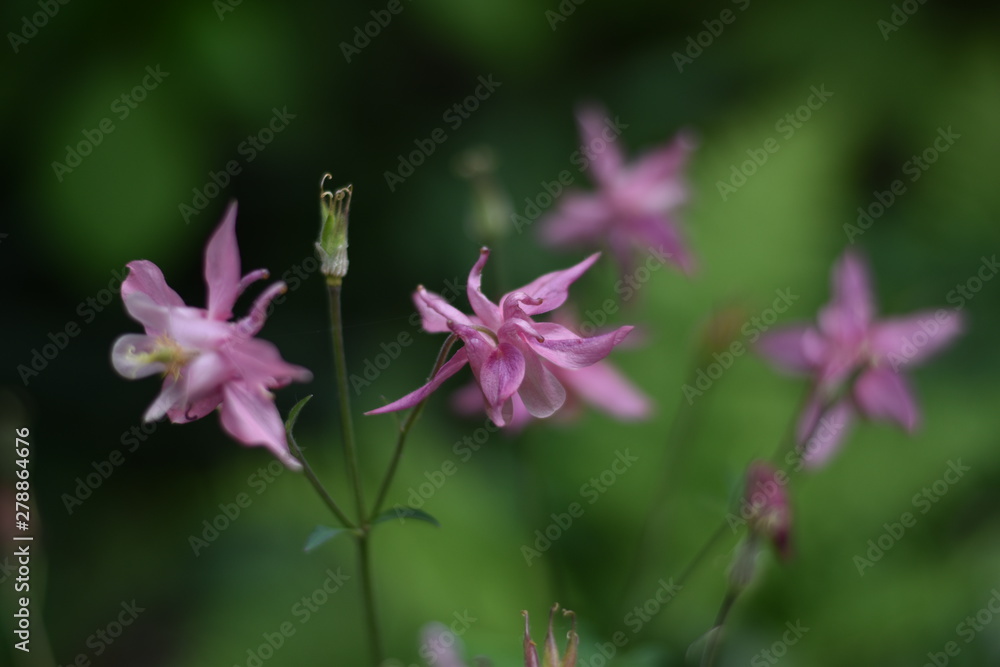 Blühende Akelei (Aquilegia) Blühende Akelei (Aquilegia)