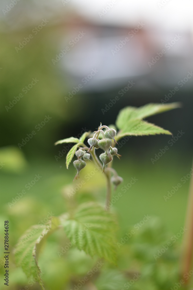 Himbeere (Rubus idaeus) - Blütenknospen Himbeere (Rubus idaeus) - Blütenknospen