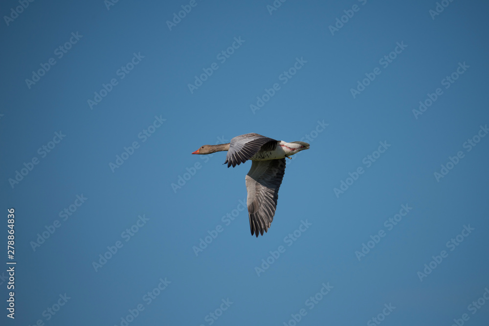 Greylag goose flying in the evening sunlight in the bird protection area Hjälstaviken close to Stockholm Greylag goose flying in the evening sunlight in the bird protection area Hjälstaviken close to Stockholm