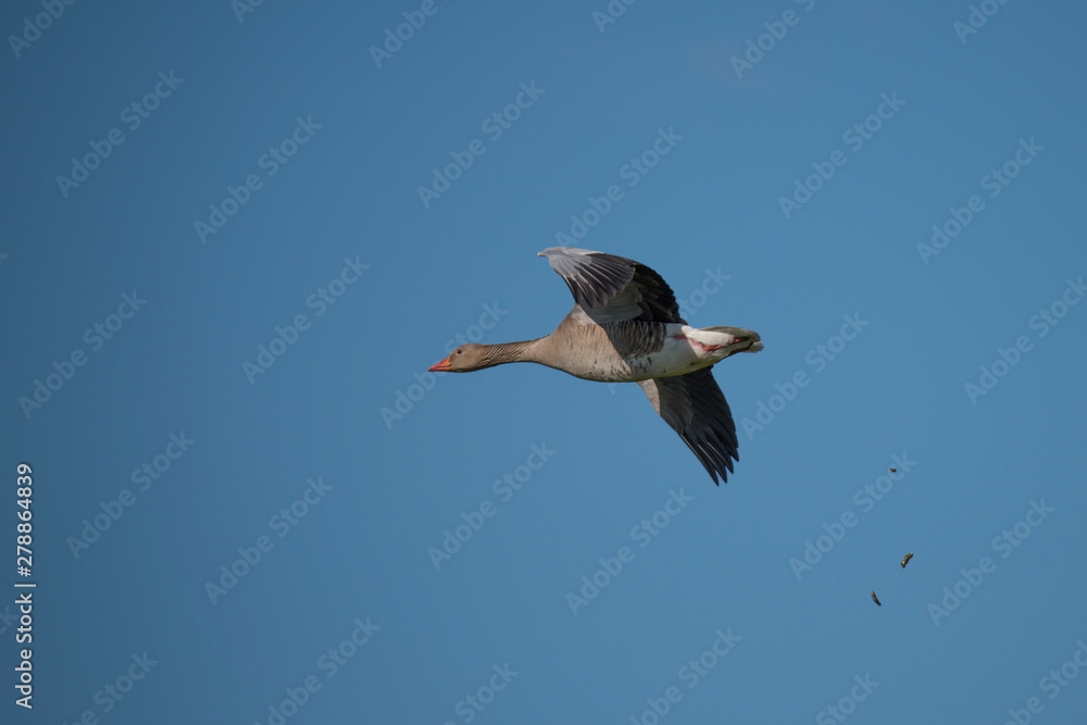 Obraz premium Greylag goose flying in the evening sunlight in the bird protection area Hjälstaviken close to Stockholm