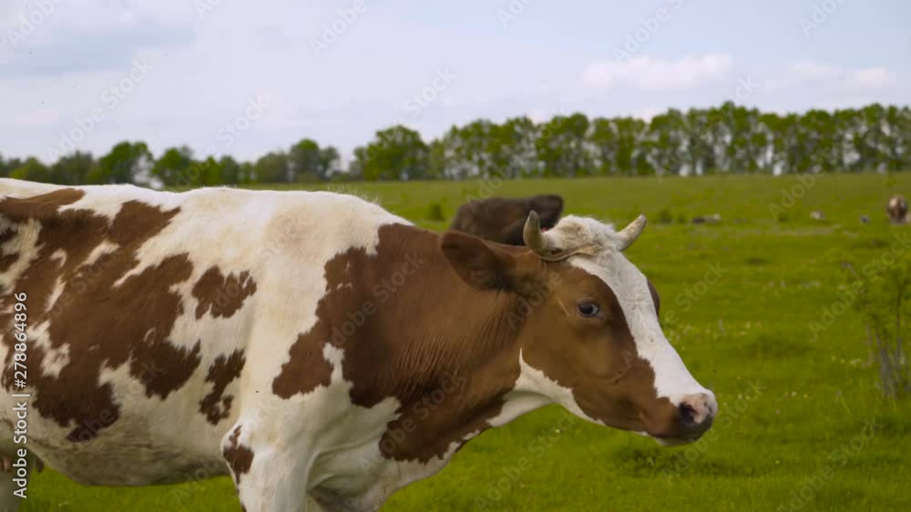 Intrigued cow, funny moment in mountain 4K Intrigued cow, funny moment in mountain 4K