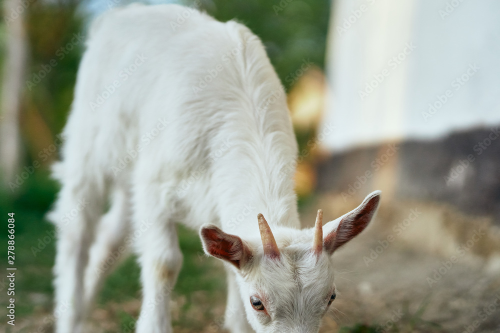 Obraz premium goat on green grass