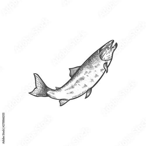 salmon fish hand drawn illustration