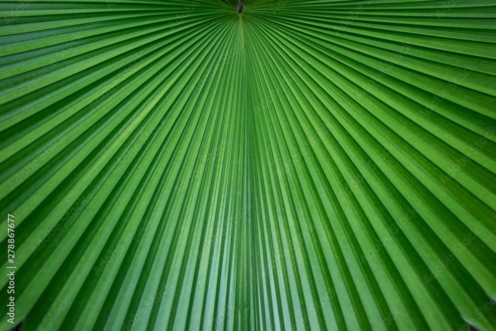 Abstract of green palm leaf for background Abstract of green palm leaf for background