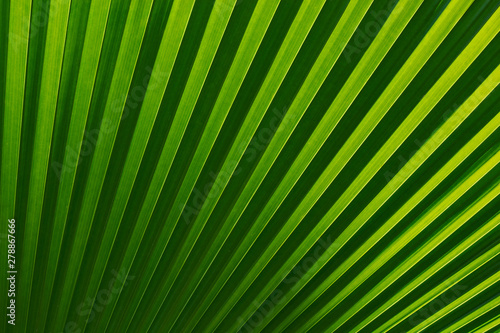 Abstract of green palm leaf for background