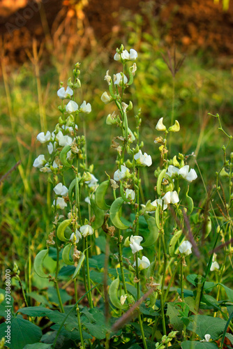 Fotografie Broad beans vines, Vicia faba plant, vegetable and  flower