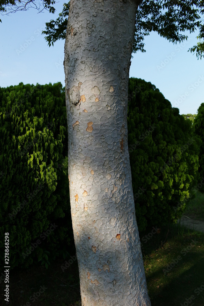 Fototapeta premium tree in forest