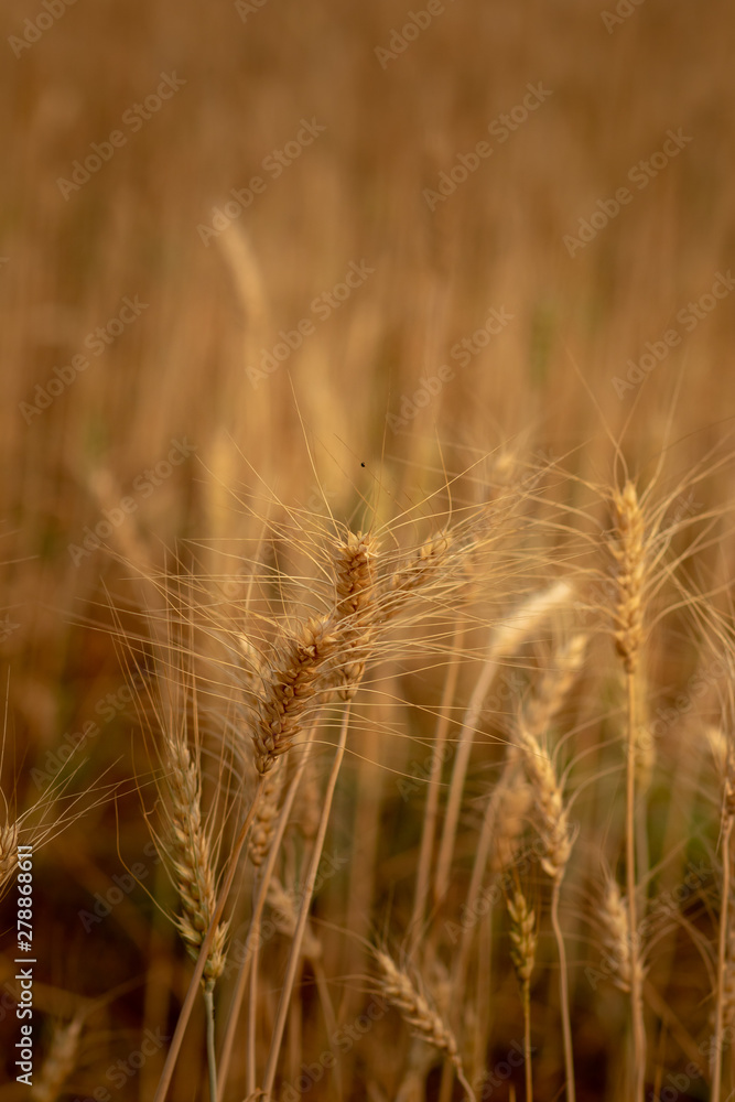 Wheat crop field. Ears of golden wheat close up. Ripening ears of wheat field background. Rich harvest Concept. Wheat crop field. Ears of golden wheat close up. Ripening ears of wheat field background. Rich harvest Concept.
