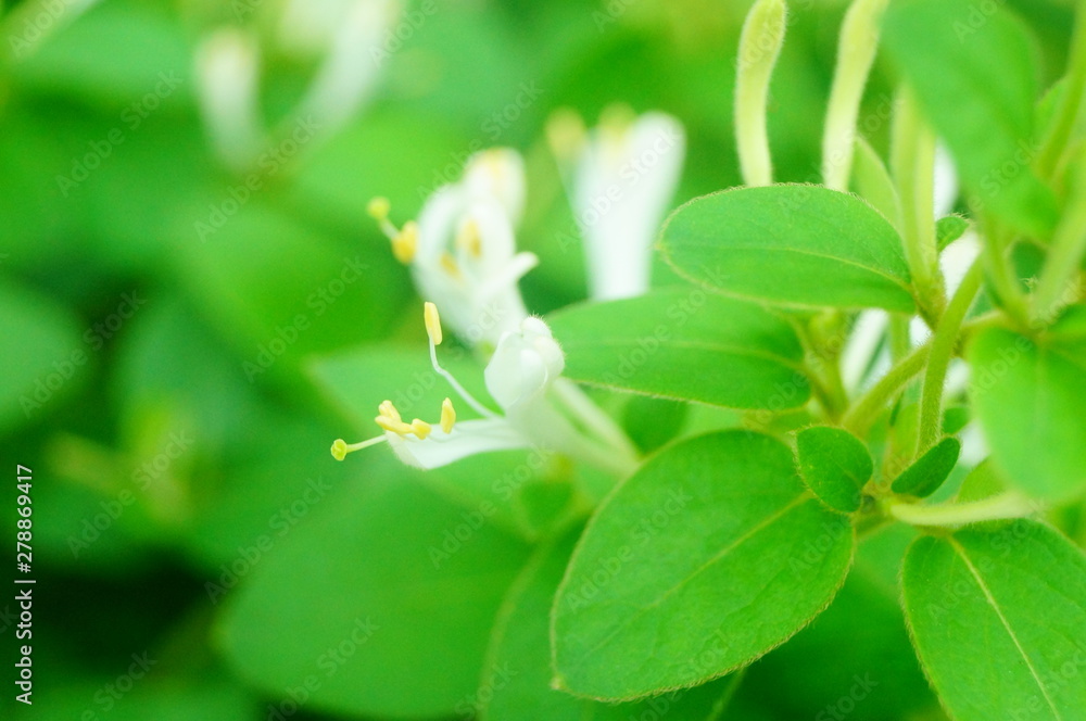 Obraz premium honeysuckle