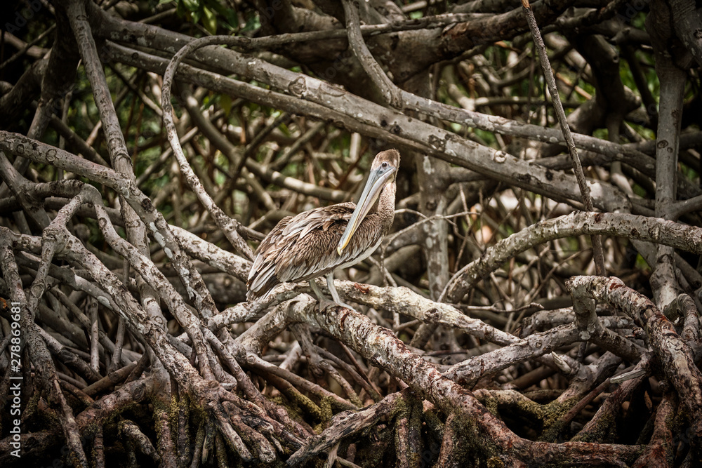 Gray pelican preening wing feathers while sitting on rough tree branches in nature Gray pelican preening wing feathers while sitting on rough tree branches in nature